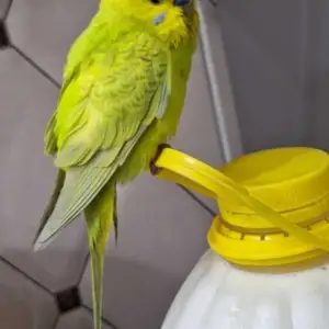 Попугай, Душанбе