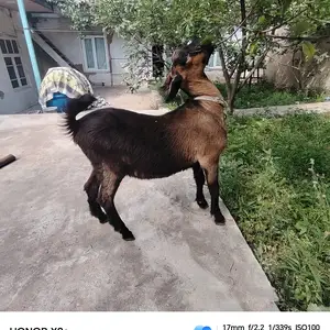 Така, Худжанд