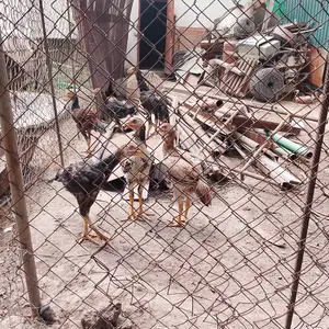Дакан, Душанбе