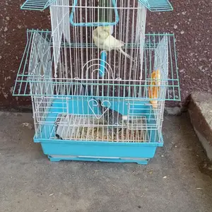 Попугай, Душанбе