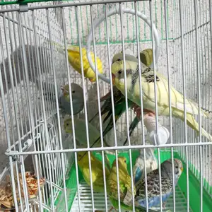 Попугай, Душанбе