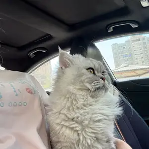 Кот на вязку, Душанбе