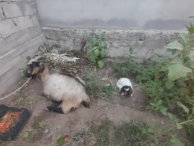 Буз, Душанбе