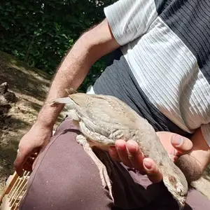 Дакан, Душанбе