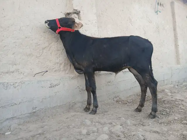 Букача, Турсунзода
