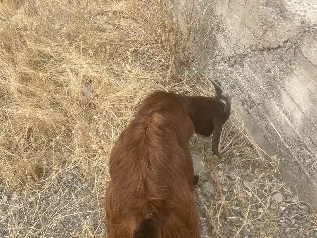 Такачаи зоти, Турсунзаде