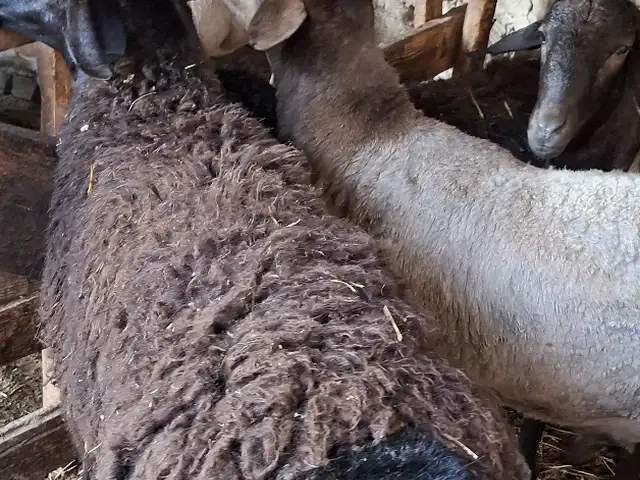 Кучкор, Хуҷанд
