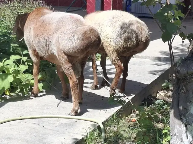 Кучкор, Худжанд