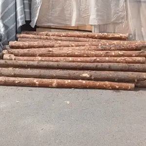 Поя, Душанбе