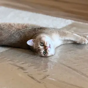 Британский Кот, Душанбе