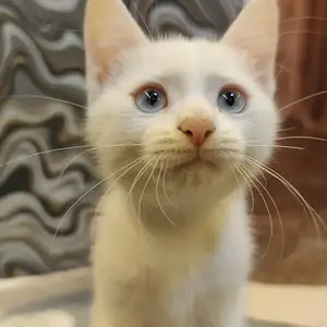 Котик метиска даром, Душанбе