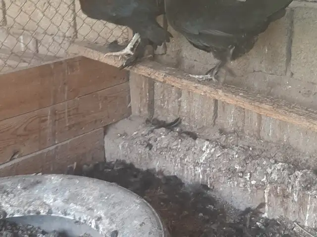 Японча, Турсунзаде