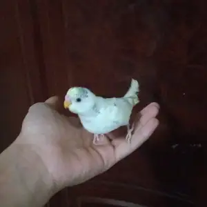 Попугай, Душанбе