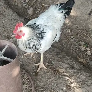 Хуруз, Гиссар