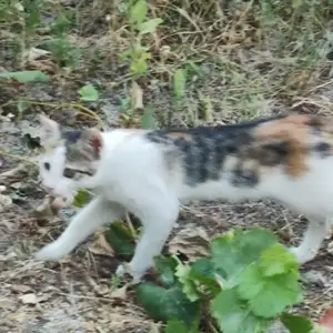 Кошка, Худжанд