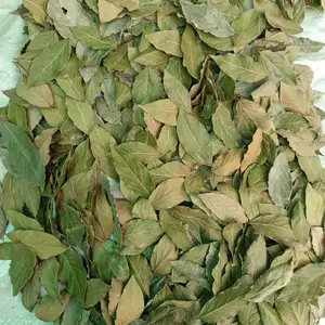 Лавровый лист, Душанбе