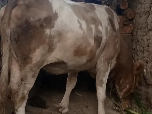 Гов, Восеъ