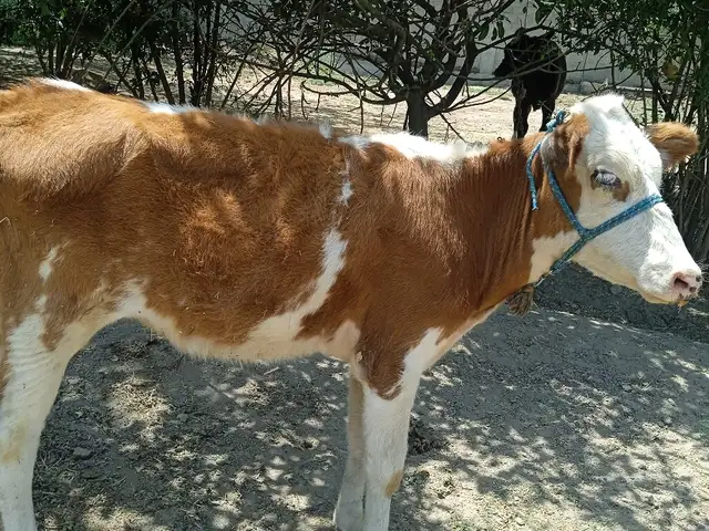 Гуночин швед, Турсунзаде