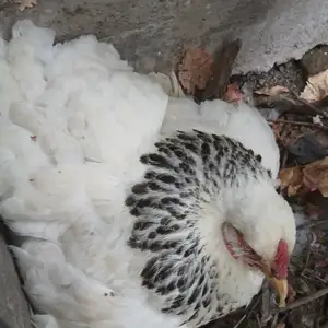 Мурги Курк, Бобоҷон Ғафуров