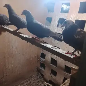 Кафтархо, Душанбе