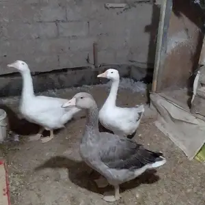 Гозхо, Душанбе