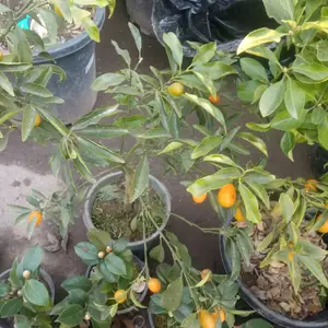 Кумкуат растение, Душанбе