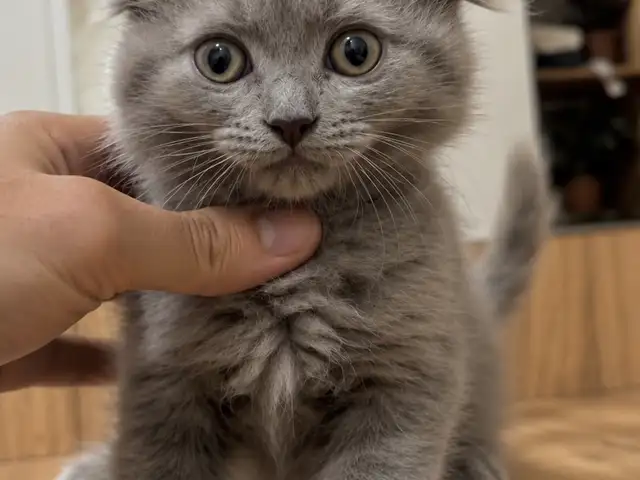 Шотландские вислоухие котята, Душанбе - 2