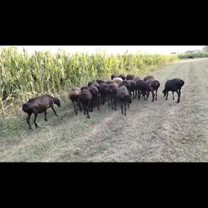 Гусфанд, Душанбе