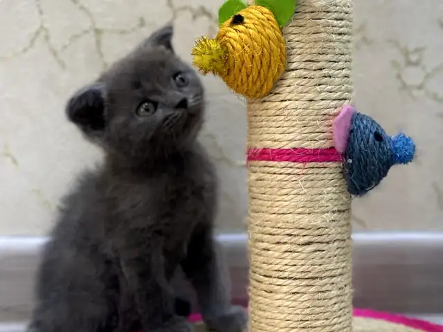 Шотландский вислоухий кот, Душанбе
