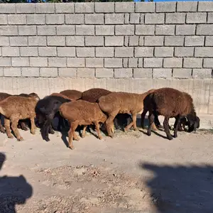 Гусфанд, Худжанд