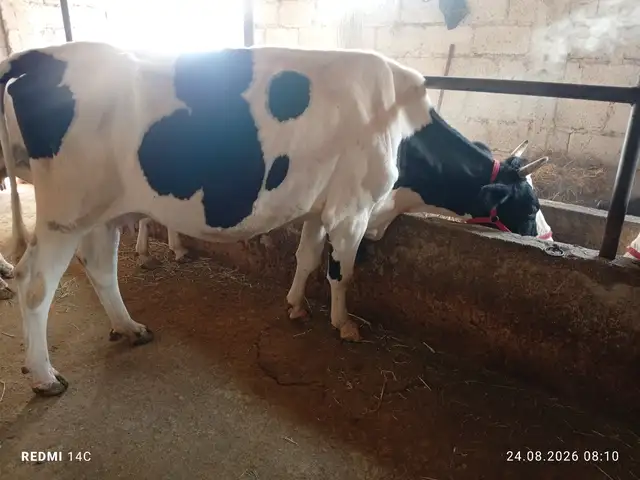 Гуночин, Вахдат