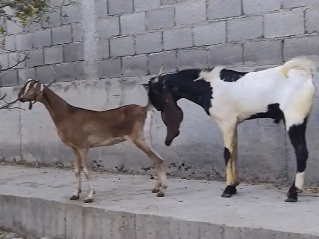 Бузҳои покистони, Худжанд