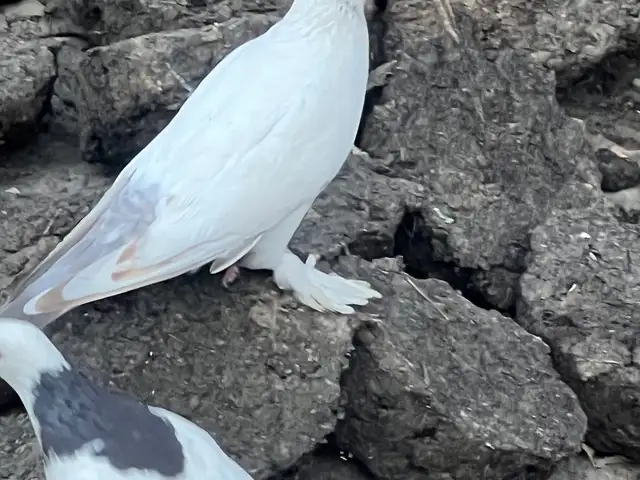 Кафтар, Хуҷанд