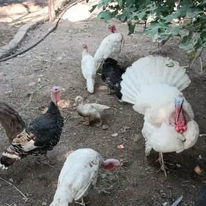 Индюк, Душанбе