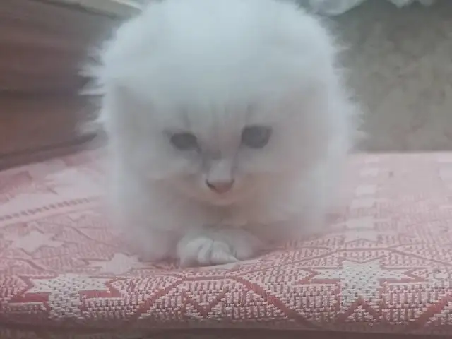 Котята породистые, возраст 2 месяца, Хуҷанд