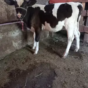 Гуночин, Гиссар
