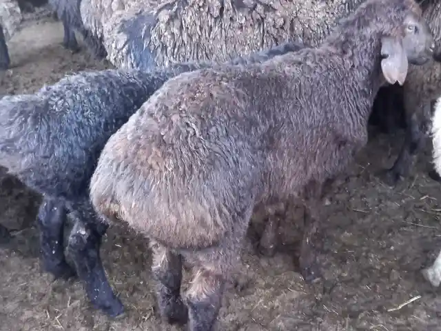 Гусфанд, Душанбе - 10