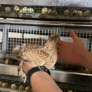 Тухми Бедона, Душанбе