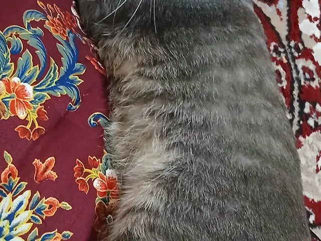 Шотландская вислоухая кошечка, Хуҷанд