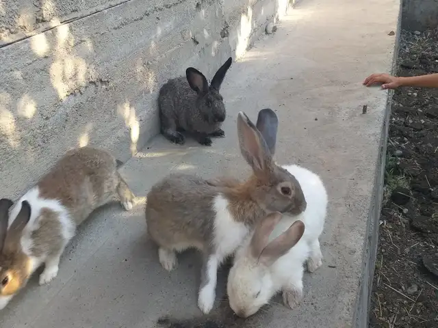 Қуянхо нар, Хуҷанд