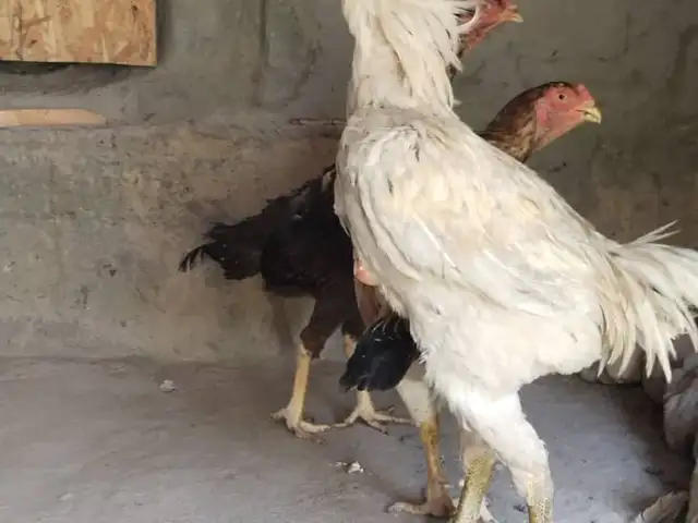 Дакангхо, Канибадам