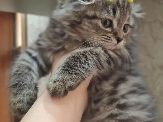 Шотландская вислоухая кошечка, Хуҷанд
