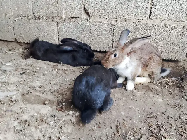 Харгуш, Турсунзода