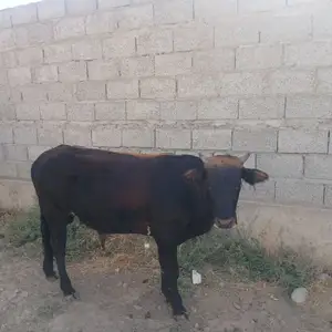 Гови букадор, Душанбе