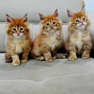 Котята породы Мейн кун, Душанбе