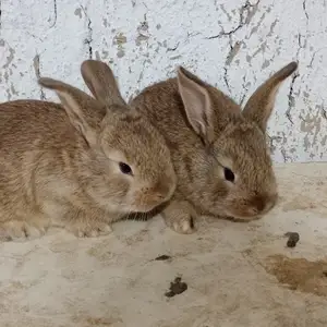 Харгушча 9км, Душанбе