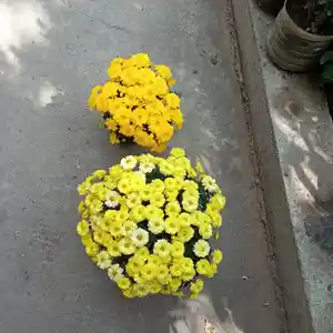 Хризантема, Душанбе