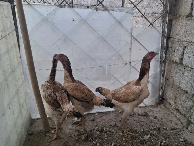 Мургхо, Душанбе