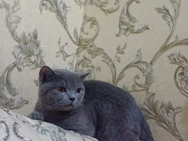 Кот на вязку, Хуҷанд