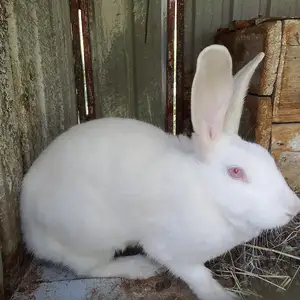 Кролик Кучкак, Канибадам